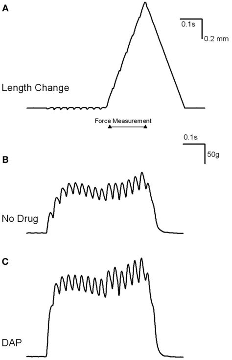 Examples of load curve experiment. (A) Is an example of the length... | Download Scientific Diagram