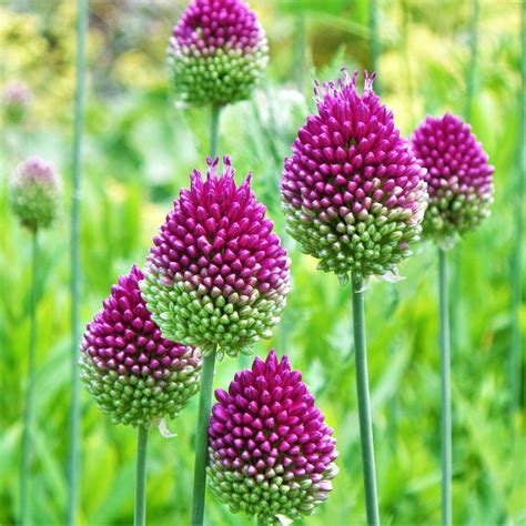 Wine-Red Allium Bulbs for Sale | Sphaerocephalon (Drumstick) – Easy To Grow Bulbs