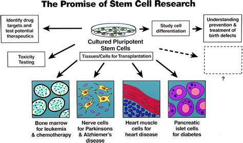 Stem Cell Research - Pictures