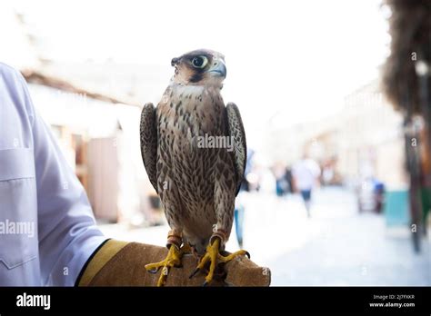 Doha, Qatar, mayo de 01,2022: Los halcones árabes se utilizan para la ...