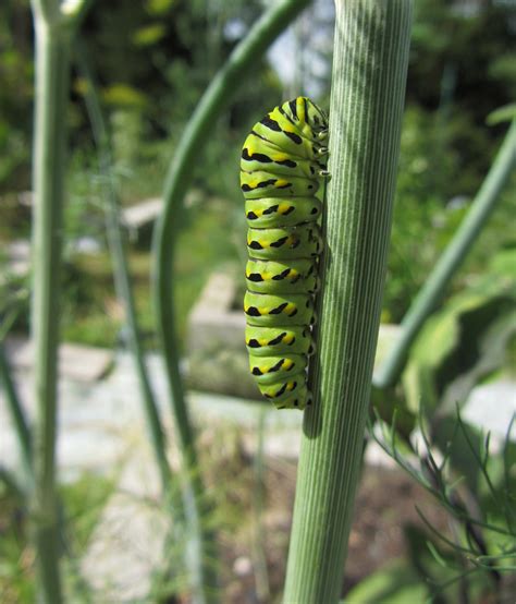 Black Swallowtail Caterpillar - VEGarden