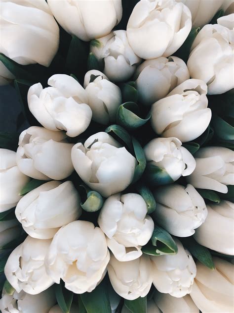 White Tulips Aesthetic Tumblr - The Adventures of Lolo