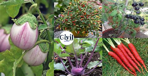 Most Colorful Vegetables To Make Your Garden More Attractive ...