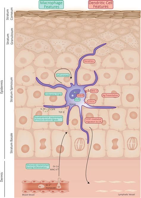 Frontiers | Langerhans Cells: Sensing the Environment in Health and Disease