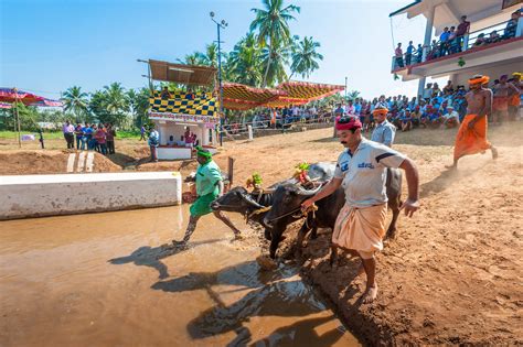 Kambala - The Buffaloes Race | Manish Lakhani