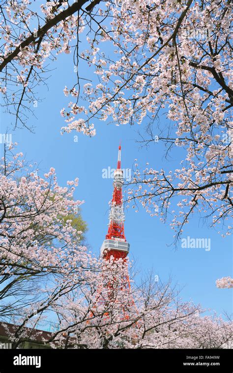 Cherry blossoms in full bloom and Tokyo Tower Stock Photo - Alamy