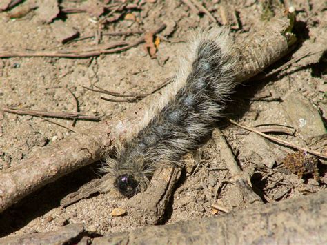 Maryland Biodiversity Project - Walnut Caterpillar Moth (Datana integerrima)