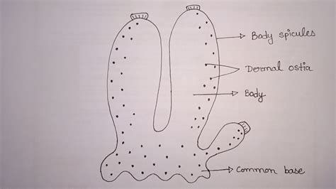 Dear Study: Sycon Images | Drawing of Sycon