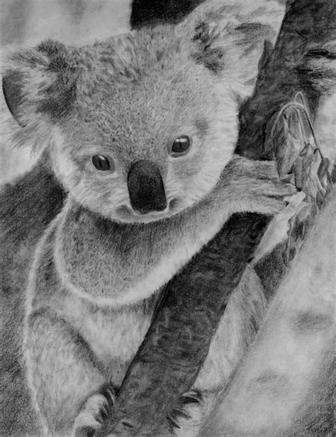 Baby Koala Drawing