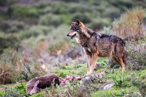 Iberian Wolf Photograph by Kique Ruiz - Pixels