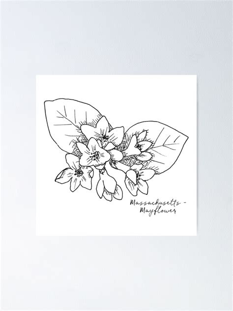 "Mayflower Massachusetts State Flower Illustration" Poster for Sale by JourneyHomeMade | Redbubble