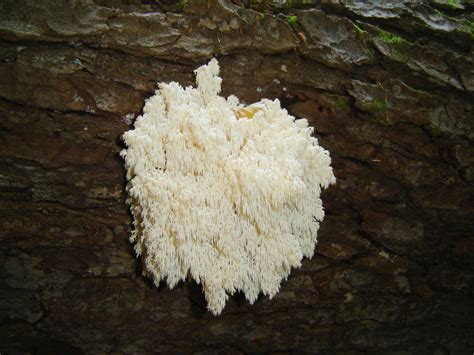 Free Images : formation, cave, bavarian forest, oyster mushroom, edible mushroom, medicinal ...