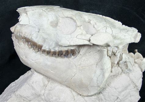 Superb Fossil Oreodont Skull With Vertebrae (#8853) For Sale - FossilEra.com