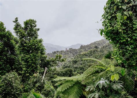 Visiting El Yunque National Forest: Everything You Need To Know ...