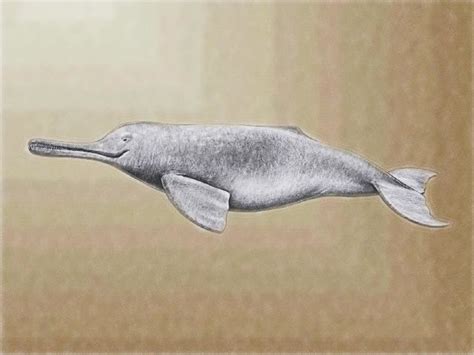 Indus river dolphin - Alchetron, The Free Social Encyclopedia