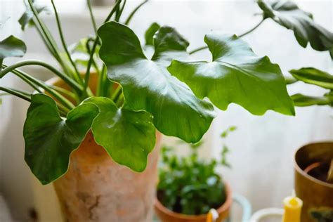 Philodendron Shangri-La: How to Grow and Care - The Home Atlas