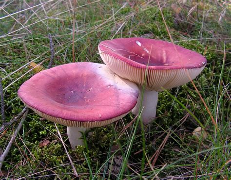 Russula xerampelina: The Ultimate Mushroom Guide