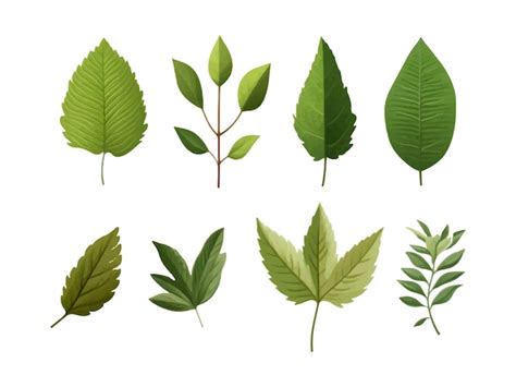 Premium Vector | Vector set of leaves on white background