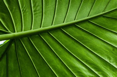 macro, Leaves, Green Wallpapers HD / Desktop and Mobile Backgrounds