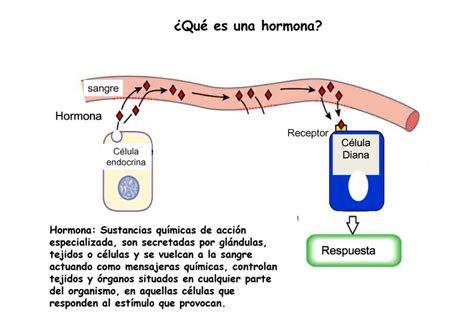 5 Datos Que Debes Saber Acerca De Las Hormonas | Images and Photos finder