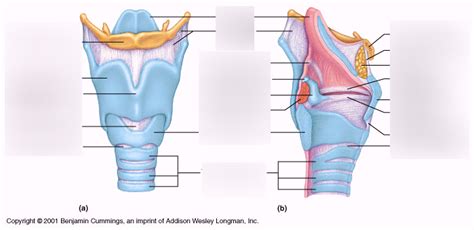 Larynx Anatomy Diagram | Quizlet