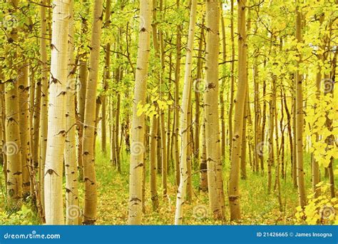 Colorado Fall Foliage Aspen Landscape Stock Image - Image of forest, rocky: 21426665