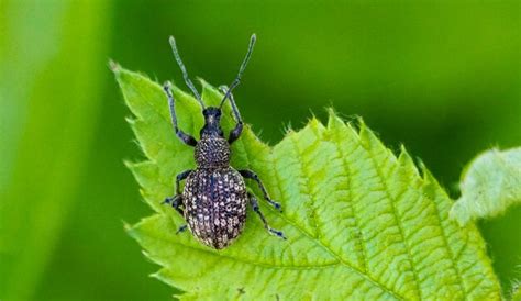 Premium Photo | Black vine weevil otiorhynchus sulcatus is an insect ...