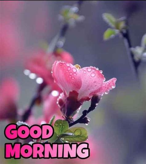 Good Morning Cute