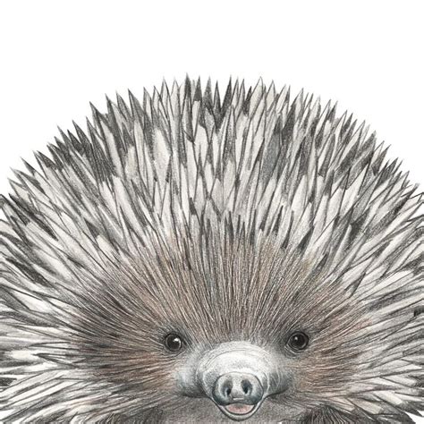 Echidna in Colour | Echidna, Australian animals, Animal coloring books