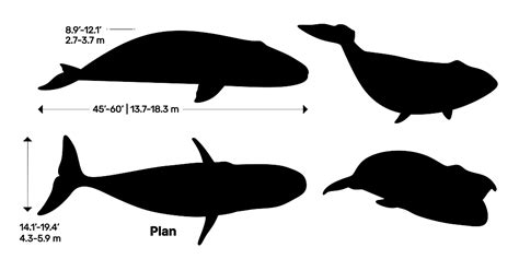 Baleen Whales | Mysticeti Dimensions & Drawings | Dimensions.com