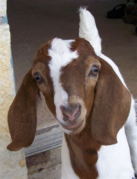 44 best images about Cute baby goats on Pinterest