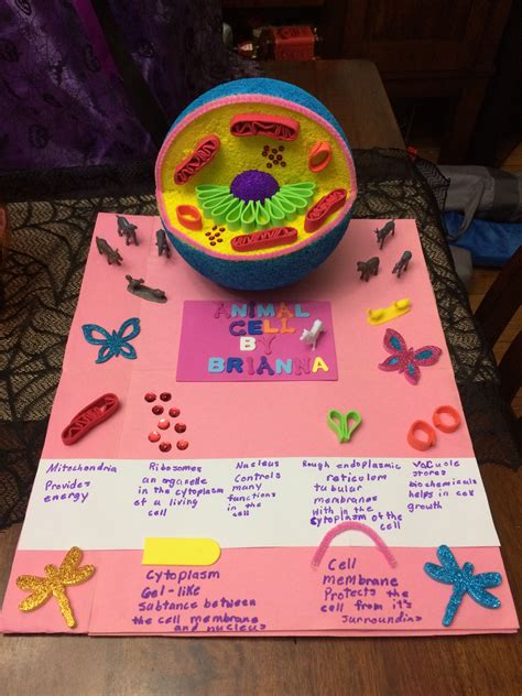 Cell Model Science Project