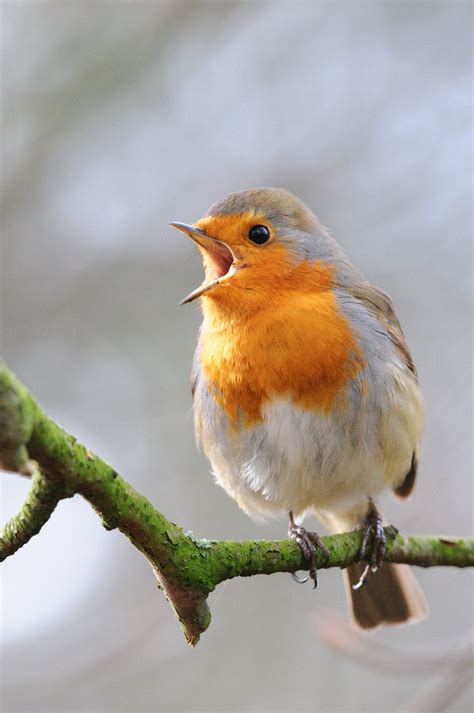 Singing Robin | Pet birds, Birds, Nature birds