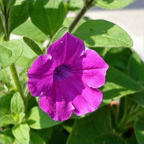 Wild Petunia Flower Seeds petunia Violacea 100seeds | Etsy