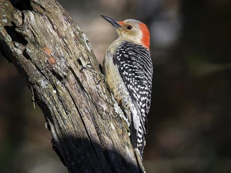 Red-bellied Woodpecker | Celebrate Urban Birds