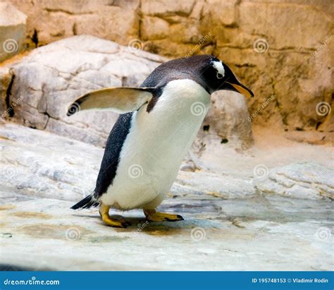 A Gentoo Penguin Gentoo Vertebrate Animal-bird Habitat, the Arctic ...