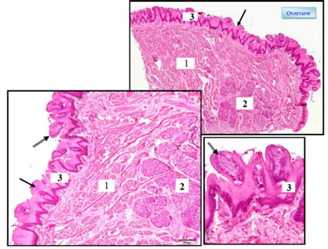 Histology - test I (practise) Flashcards | Quizlet