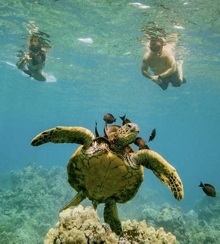 What to Expect on Your Molokini Crater Snorkel Experience