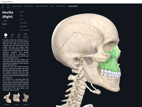 Bones: Skull, maxilla. – Anatomy & Physiology