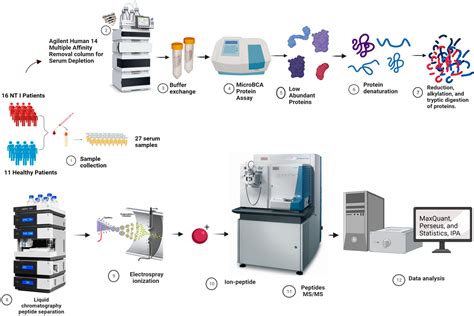 Biomolecules | Free Full-Text | LC-MS/MS-Based Proteomics Approach for the Identification of ...