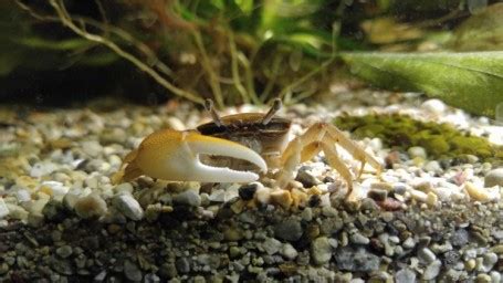 Fiddler Crab freshwater Invertebrate Species Profile - Uca sp | Tank Facts