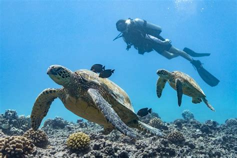 Mesmerizing 2-Tank Coral Reef South Shore Boat Dive In Oahu From Waikiki: Triphobo