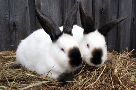 T&S Rabbits farm closure to see about 250 rabbits given to activists ...