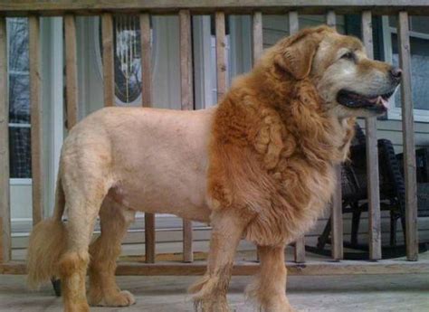 23 Funny Dog Haircuts That Will Make You Laugh or Cringe