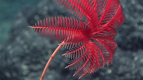 Mariana Trench Live Stream Reveals Some Seriously Gnarly Creatures | Gizmodo Australia