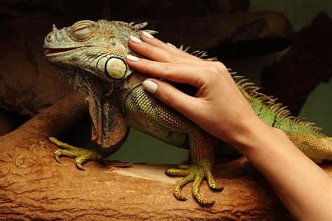 09 Symptoms Of A Dying Iguana: Can You Save A Dying Iguana?