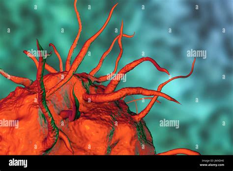 Macrophage, computer illustration Stock Photo - Alamy