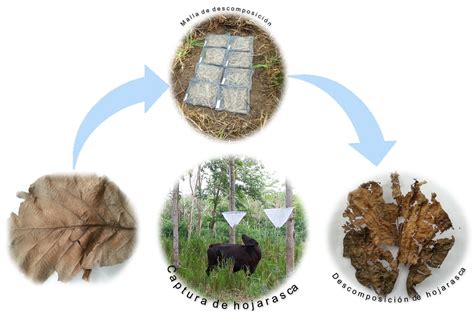 Production and decomposition of leaf litter from forest species in ...