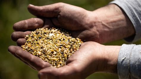 Ancient and nutritious grain freekeh makes an unexpected comeback ...