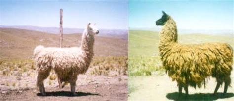 llama con: The Breeds of Llamas